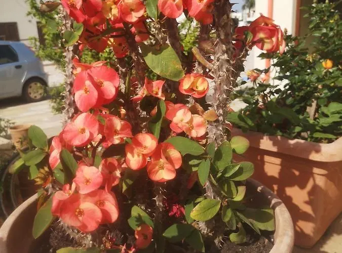 Casa Da Samuele Apartamento